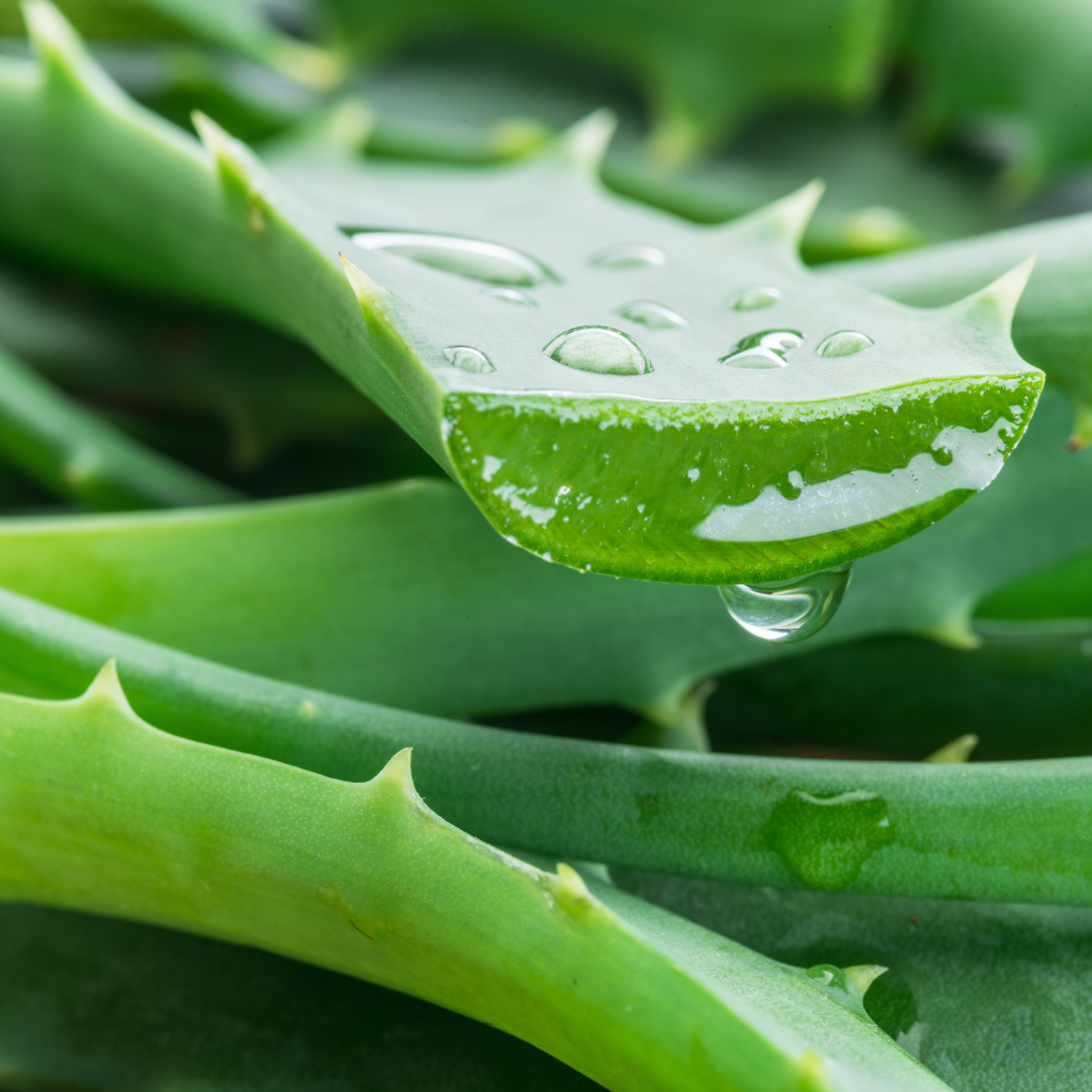 Aloe Vera pflanze durchgeschnitten
